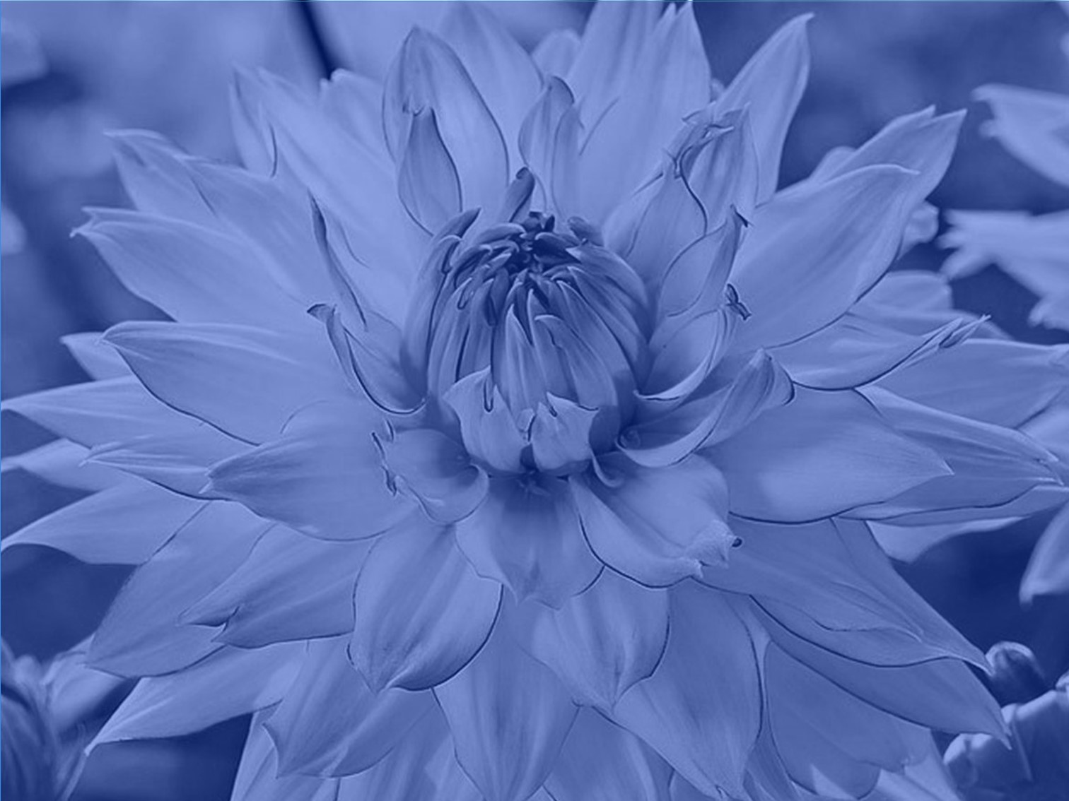 Вершки и корешки